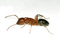 Bed Bug Exterminator Winnipeg image 24